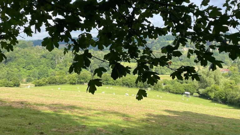 PHOTO 2024 07 13 20 14 17 1536x863 1 768x432