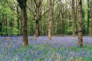 Woodland Burial 9 Ideas
