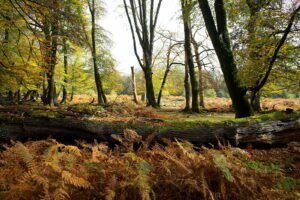 New Forest Ancient Forest 