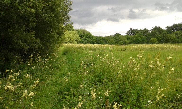 Eden Valley Woodland Burial Ground 768x461